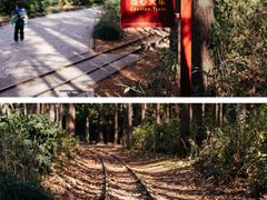 -上海共青森林公园