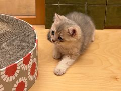 -帕帕拉兹宠物(亚洲旗舰店)