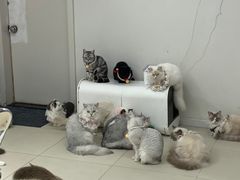 -怪兽屋·羊驼·猫咖·狗咖(俊华广场店)