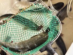 -三味鱼屋(琥珀山庄店)