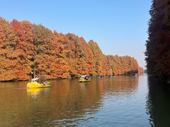 -上海海湾国家森林公园