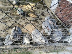 -歌斐颂巧克力小镇