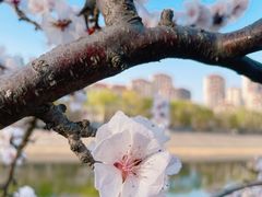 -桃花堤公园