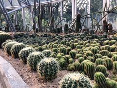 -深圳仙湖植物园