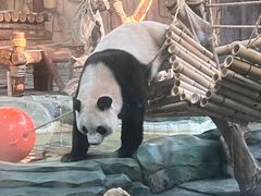 -泉州海丝野生动物世界