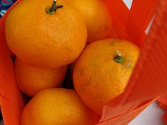 -前小桔亲子创意农场·草莓采摘·露营烧烤