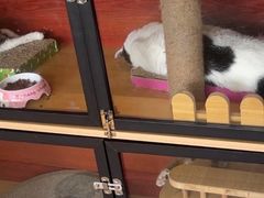 -御宝贝·A梦猫科宠物医院(国际猫友好医院)