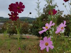 -永定河休闲森林公园