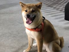 -宠物之家Pets Home 宠物寄养酒店