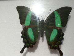 -上海昆虫博物馆