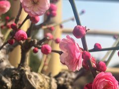 -无锡梅园公园