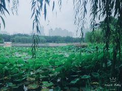 -后襄河公园