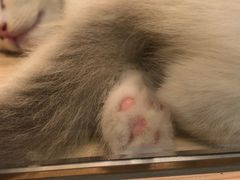 -屋虎猫馆(宝安大仟里店)
