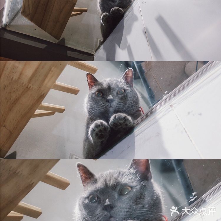 七宝附近一家玩乐美容一应俱全宠物酒店