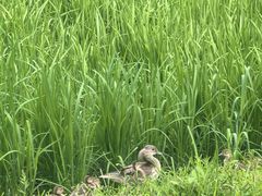-北坞公园