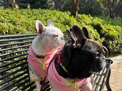 -帕帕拉兹宠物(亚洲旗舰店)