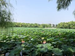 -长春市南湖公园