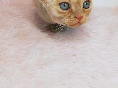 -十年猫舍·猫咪专门店(普陀店)