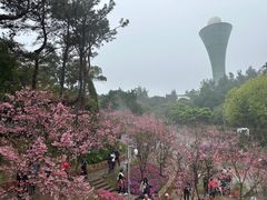 -狐尾山公园