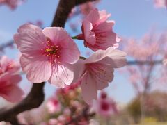 -顾村公园