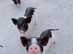 -前小桔亲子创意农场·草莓采摘·露营烧烤