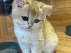 -猫十亿·布偶金渐层·曼基康矮脚猫舍(青年路店)