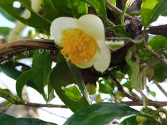 -艾加柒克蛋糕茶歇甜品台(春熙路店)