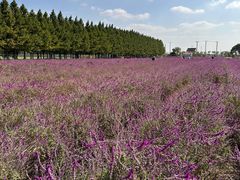-嘉北郊野公园