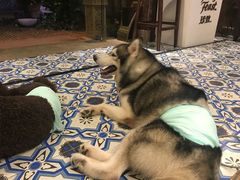 -more than meow吴止猫主题餐厅(承德 中船汇店)