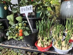 -溪岸路花鸟市场