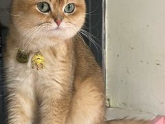-毛绒耶耶撸宠馆·猫咖·狗咖·荷兰猪咖