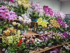 -双季花艺园艺市场(浦东店)
