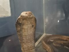 -昆明动物博物馆
