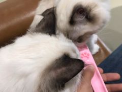 -藏猫猫咖啡主题馆(中央大道店)