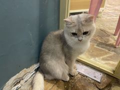 -Honey Bacca 哈尼芭卡高端萌宠(朝阳大悦城店)