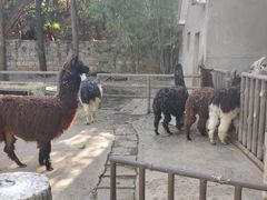 -昆明动物园
