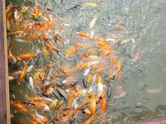 -揭东万竹园旅游景区