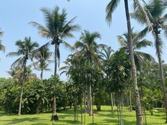 -中国科学院西双版纳热带植物园