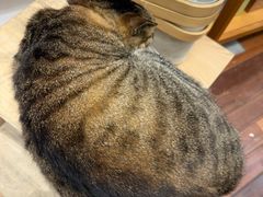 -猫的天空之城概念书店(杭州南宋御街店)