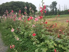 -田园东方蜜桃村的田野营地