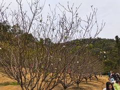 -南国桃园旅游度假区