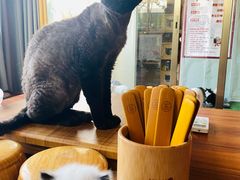 -楼上猫咖(罗湖店)
