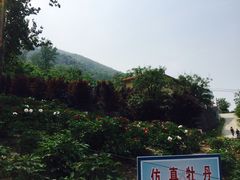 -盛世牡丹苑生态文化旅游区