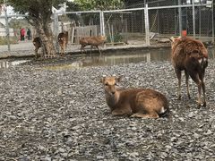 -鹿境梅花鹿生态园区