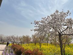 -古柏渡丰乐樱花园