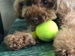 -爱侣宠医·鹦鹉专科·小型哺乳类·异宠专科(灵石路店)