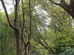 -昆山城市生态森林公园