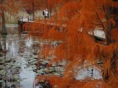 -池杉湖湿地公园