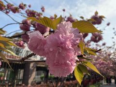 -高东镇樱花园