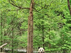 -都江堰中华大熊猫苑